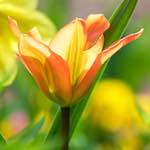 image: Image du photoset ‘fleurs d’esch (cxxi)’.