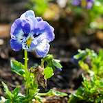 image: Image du photoset ‘fleurs d’esch (cxxi)’.