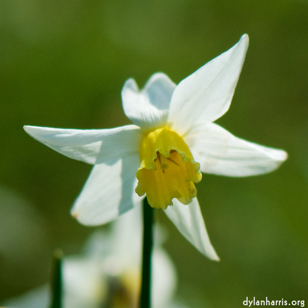 image: This is ‘
escher blummen (cxxii) 2
’.