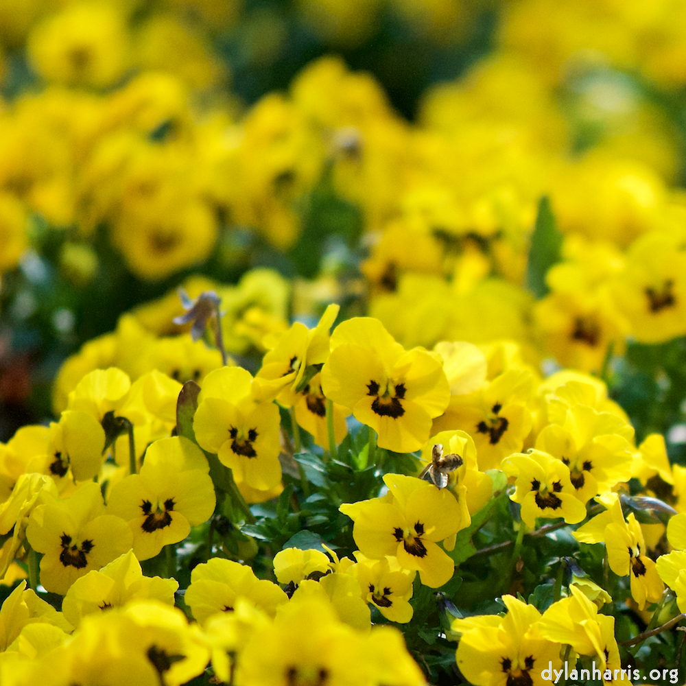 image: This is ‘
escher blummen (cxxii) 3
’.