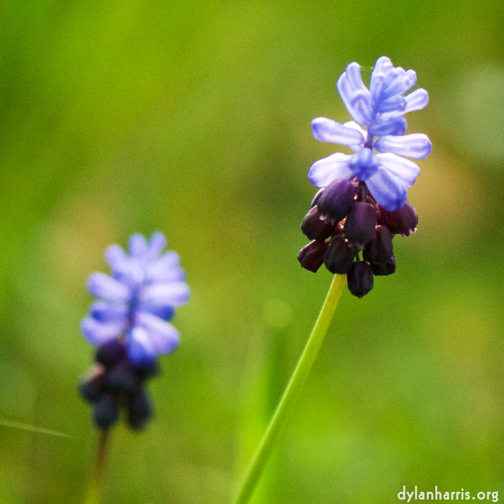 image: This is ‘
escher blummen (cxxii) 4
’.