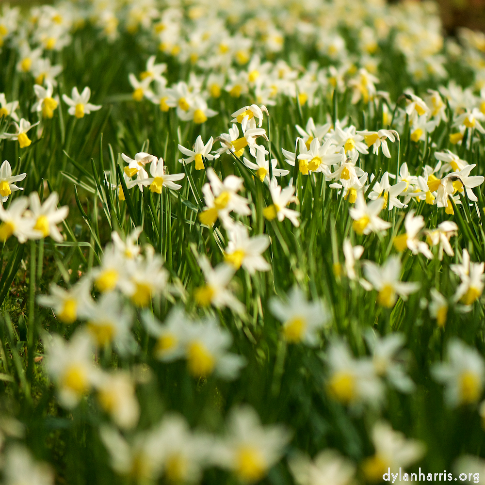 image: This is ‘
escher blummen (cxxii) 5
’.