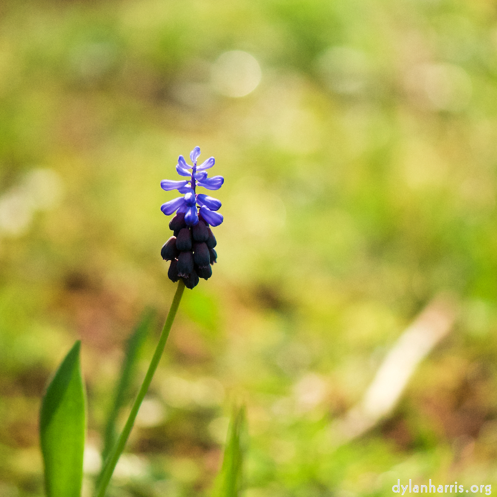 image: This is ‘
escher blummen (cxxii) 6
’.