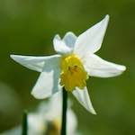 image: Image from the photoset ‘
escher blummen (cxxii)
’.