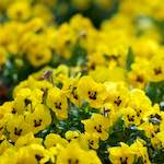 image: Image from the photoset ‘
escher blummen (cxxii)
’.