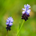 image: Image from the photoset ‘
escher blummen (cxxii)
’.