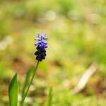 image: Image from the photoset ‘
escher blummen (cxxii)
’.