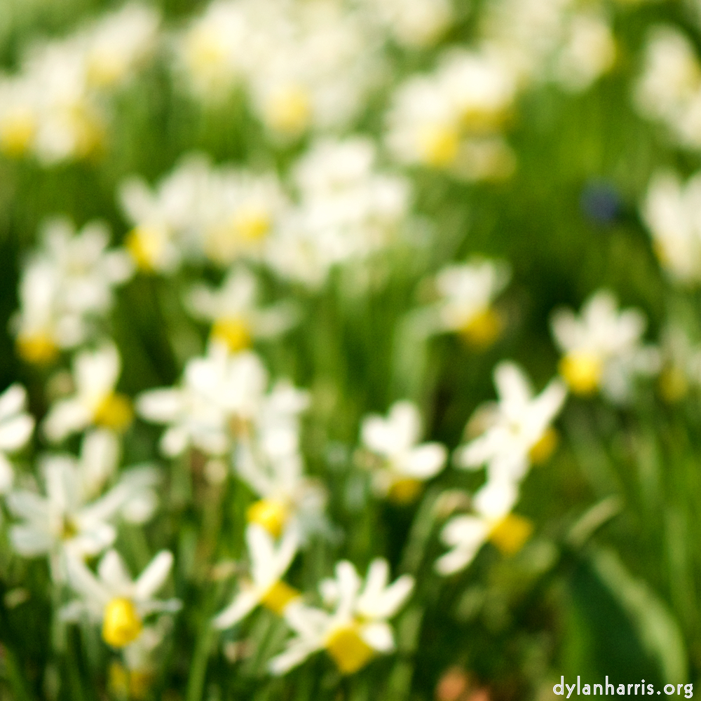 image: Voici ‘fleurs d’esch (cxxiii) 1’.