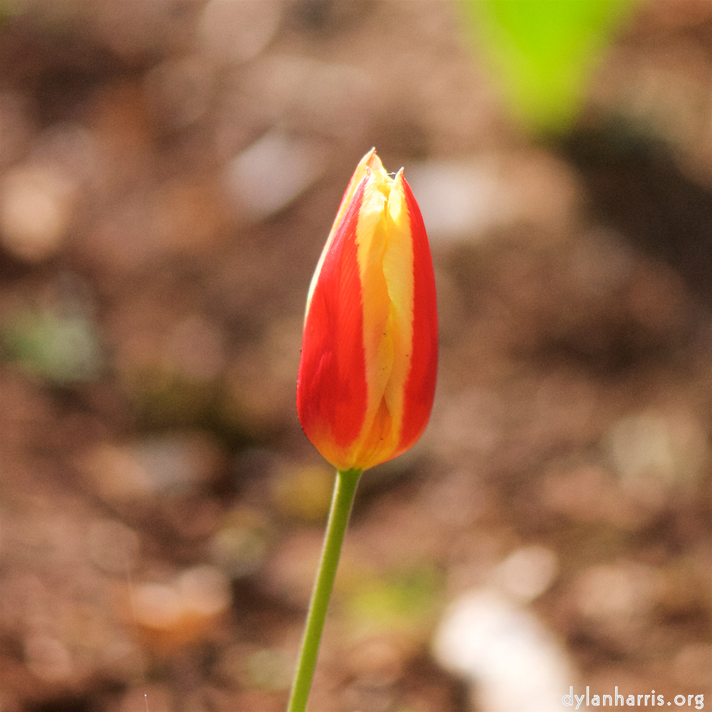 image: Voici ‘fleurs d’esch (cxxiii) 2’.