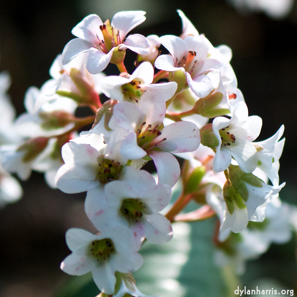 image: Voici ‘fleurs d’esch (cxxiii) 3’.