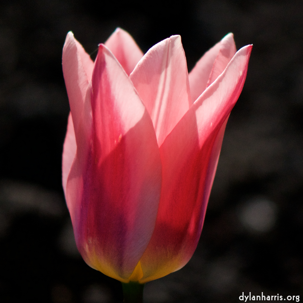 image: Voici ‘fleurs d’esch (cxxiii) 6’.