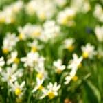 image: Image du photoset ‘fleurs d’esch (cxxiii)’.