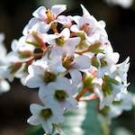 image: Image du photoset ‘fleurs d’esch (cxxiii)’.