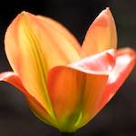 image: Image du photoset ‘fleurs d’esch (cxxiii)’.