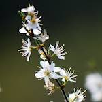 image: Image du photoset ‘fleurs d’esch (cxxiii)’.