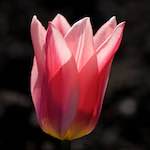 image: Image du photoset ‘fleurs d’esch (cxxiii)’.