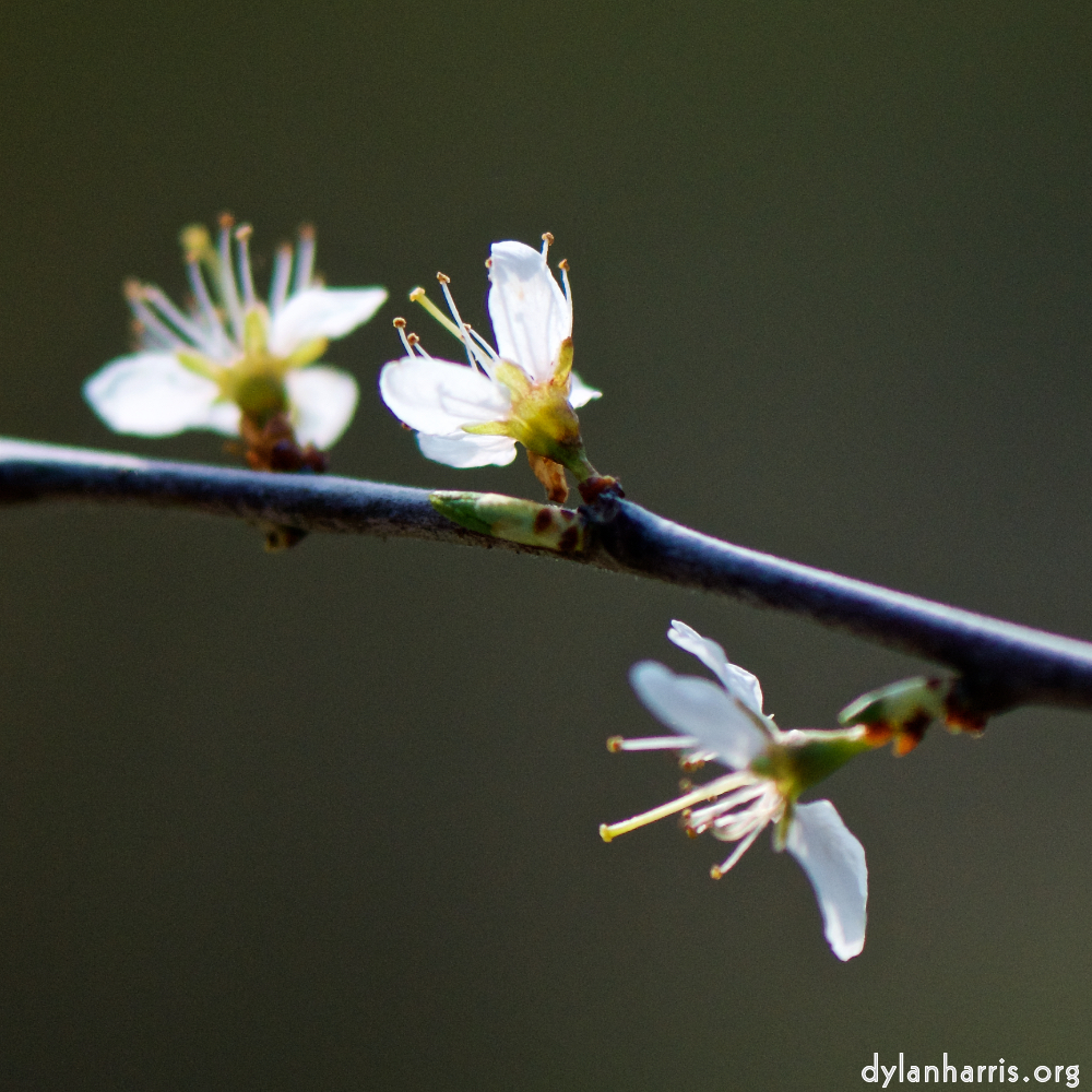 image: Voici ‘fleurs d’esch (cxxiv) 1’.