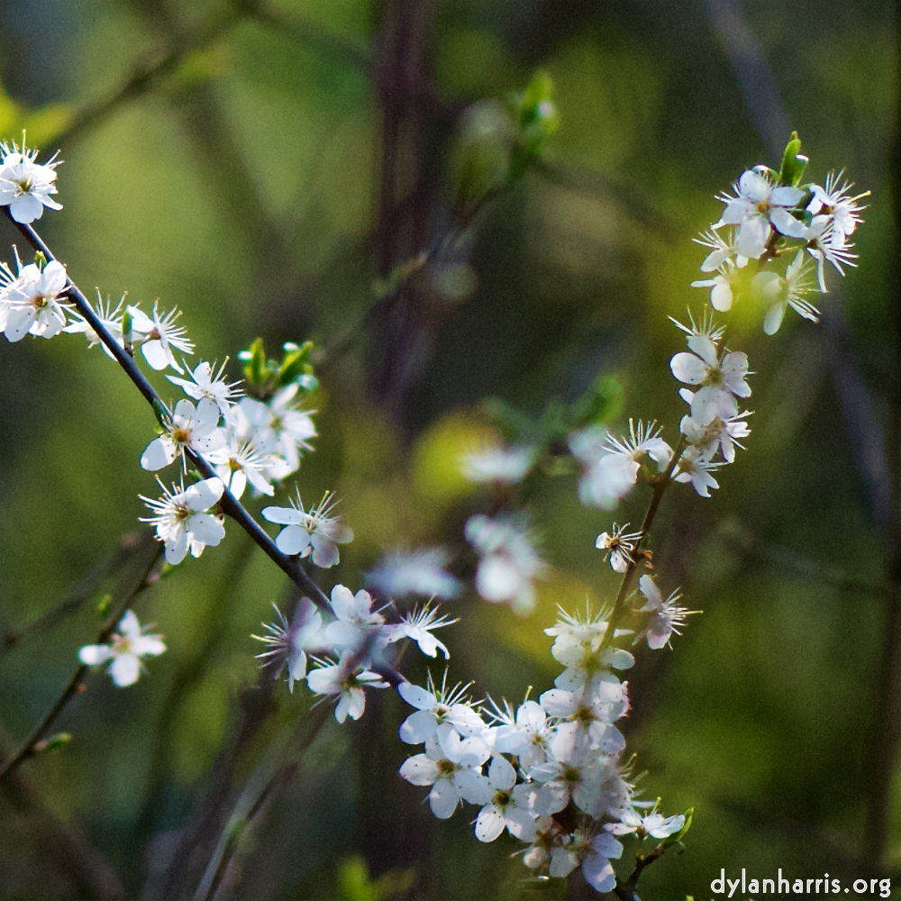 image: Voici ‘fleurs d’esch (cxxiv) 3’.