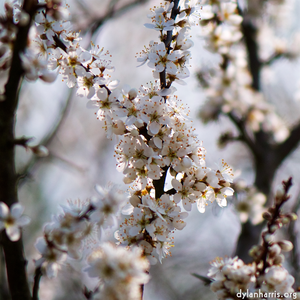 image: Voici ‘fleurs d’esch (cxxiv) 4’.