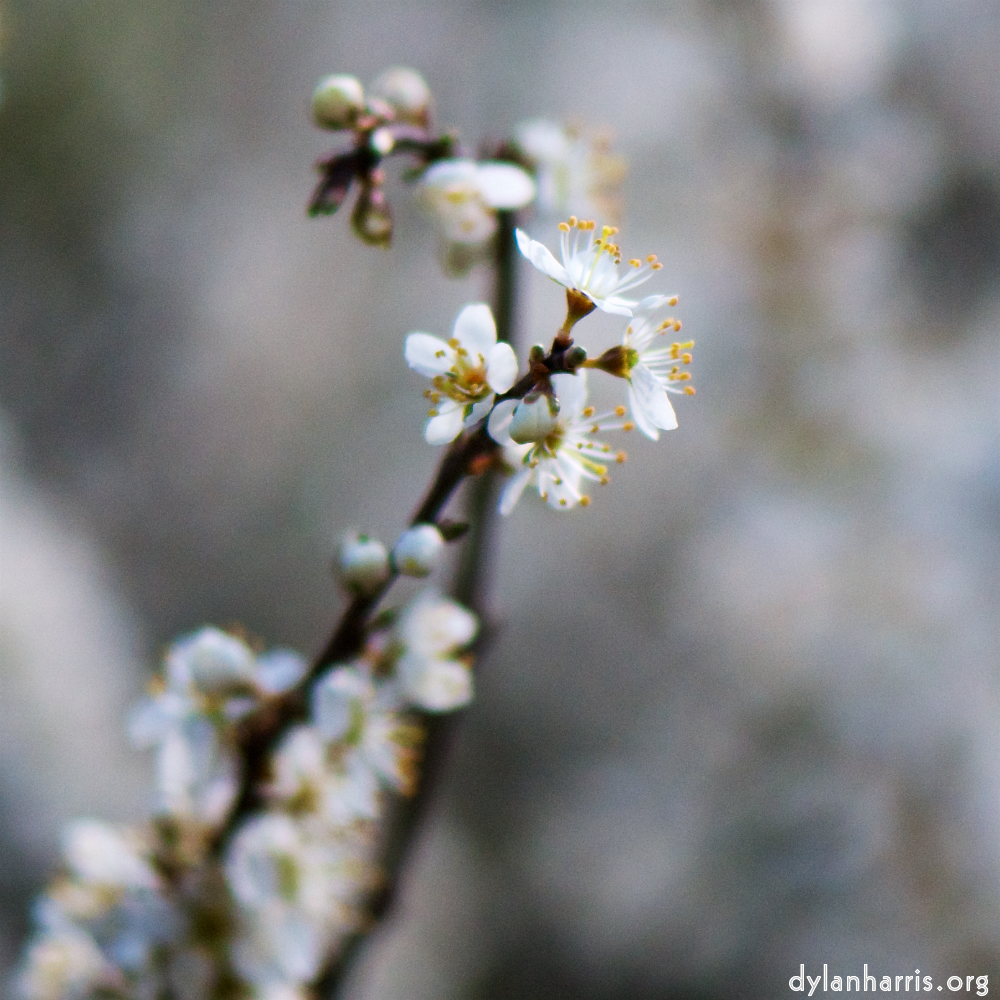 image: Voici ‘fleurs d’esch (cxxiv) 6’.