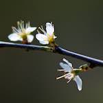 image: Image du photoset ‘fleurs d’esch (cxxiv)’.