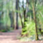 image: Image du photoset ‘fleurs d’esch (cxxiv)’.