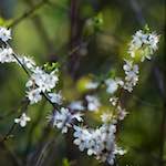 image: Image du photoset ‘fleurs d’esch (cxxiv)’.