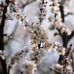 image: Image du photoset ‘fleurs d’esch (cxxiv)’.