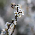 image: Image du photoset ‘fleurs d’esch (cxxiv)’.