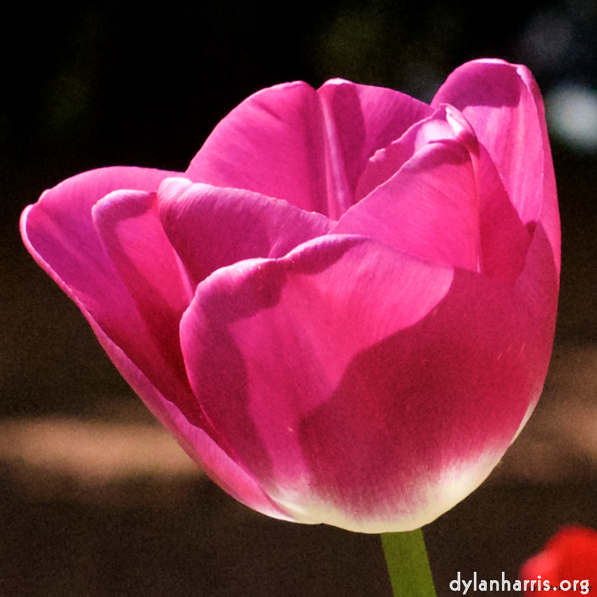 Image 'flower (ix) 2'.