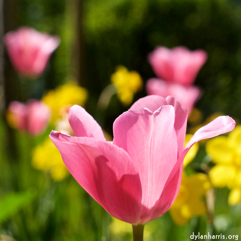 Image 'flower (ix) 4'.