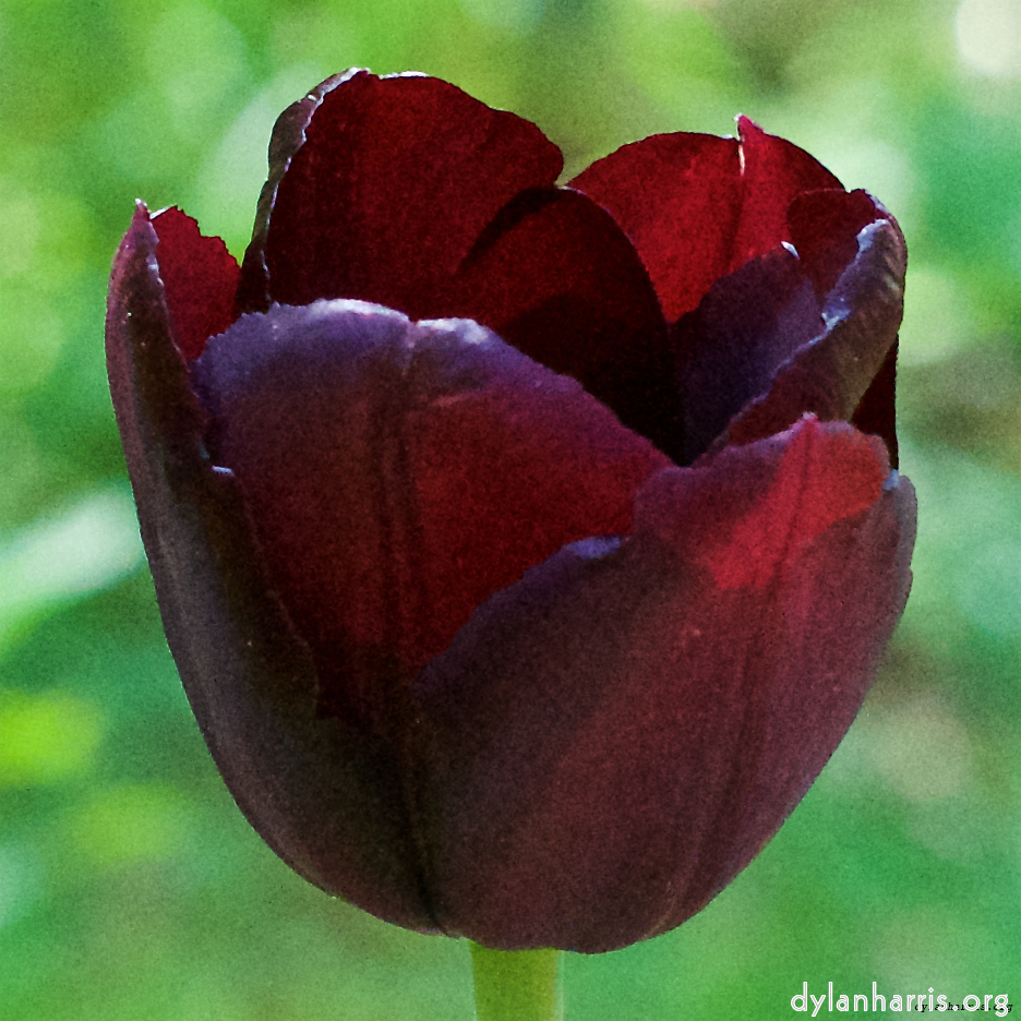 Image 'flower (ix) 5'.