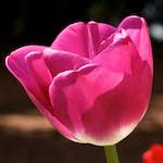 image: Image from the photoset ‘
escher blummen (ix)
’.