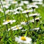 image: Image from the photoset ‘
escher blummen (ix)
’.