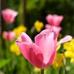 image: Image from the photoset ‘
escher blummen (ix)
’.