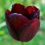 image: Image from the photoset ‘
escher blummen (ix)
’.