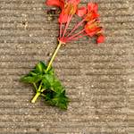 Image: Ninth image from the photoset 'brugge (iv)'.