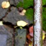 Image: Third image from the photoset 'parc (xii)'.