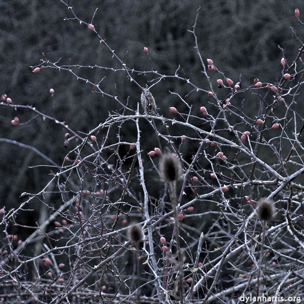 Image: Image 'irchester 5'.