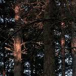 Image: First image from the photoset 'irchester'.