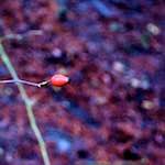 Image: Second image from the photoset 'irchester'.