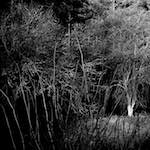 Image: Fourth image from the photoset 'irchester'.