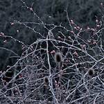 Image: Fifth image from the photoset 'irchester'.