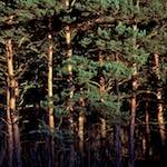 Image: Seventh image from the photoset 'irchester'.