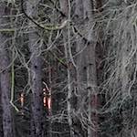 Image: Ninth image from the photoset 'irchester'.