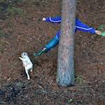 Fifth image from the photoset 'CH'.