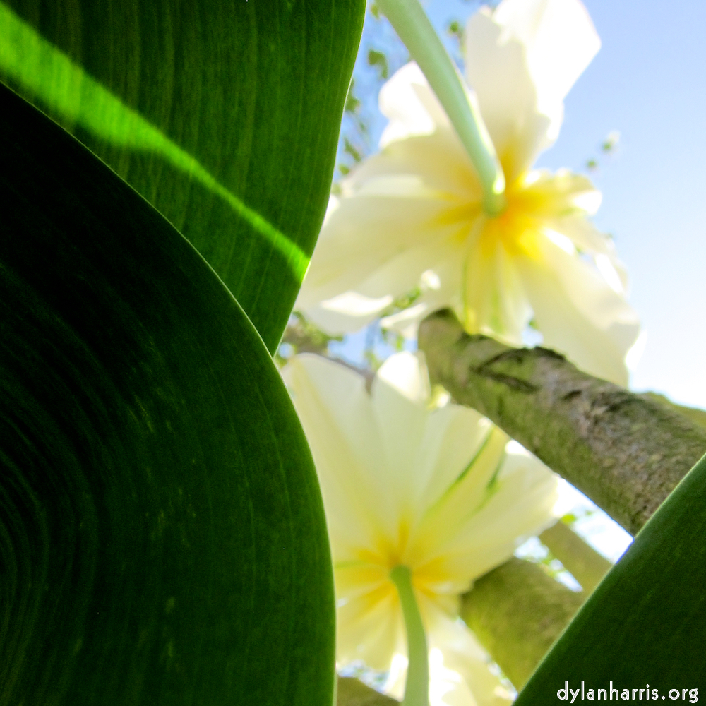 Image: Image 'escher blummen (xxxix) 10'.