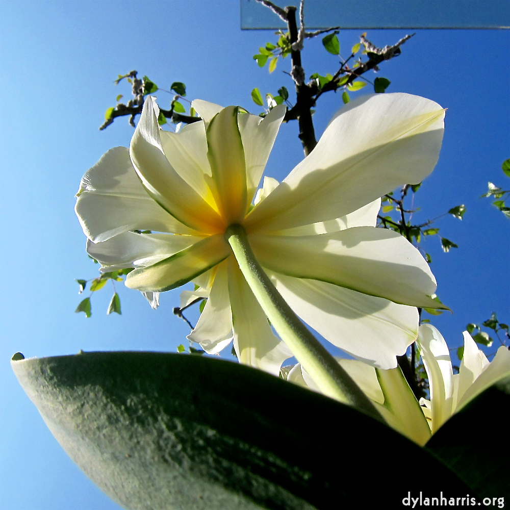 Image: Image 'escher blummen (xxxix) 2'.