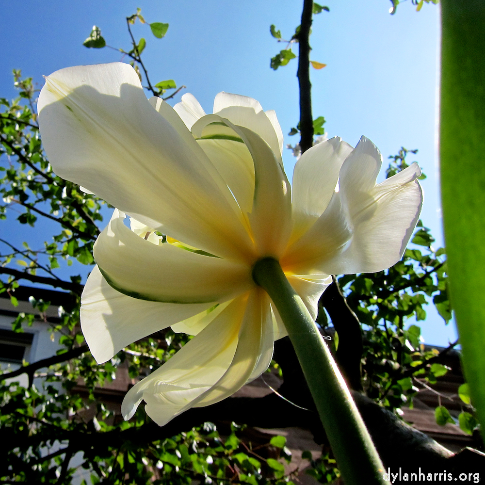 Image: Image 'escher blummen (xxxix) 3'.