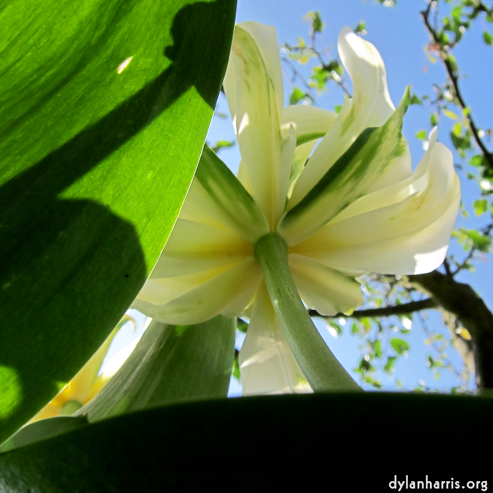 Image: Image 'escher blummen (xxxix) 4'.